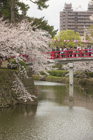 Illustration for article titled Random Walk Around My Place #2: Sakura Edition